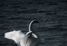 lone swan arkivbilder lone swan arkivbilder