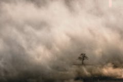 Lone tree in an opening in early morning mist in Malvern hills royalty free stock photo Lone tree in an opening in early morning mist in Malvern hills royalty free stock photo
