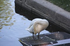 A lone white Swan, getting ready stock photos A lone white Swan, getting ready stock photos