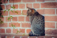 Loneliness. lonely cat stock photo Loneliness. lonely cat stock photo