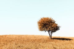 Lonely autumn tree Stock Photo Lonely autumn tree Stock Photo