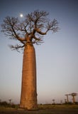 Lonely baobab at sunset with the moon in the background. Madagascar. Stock Photo Lonely baobab at sunset with the moon in the background. Madagascar. Stock Photo