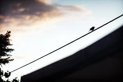 Lonely bird on electrical wire Royalty Free Stock Photos Lonely bird on electrical wire Royalty Free Stock Photos