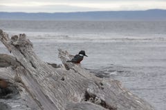 Lonely black bird on the old dried up log in view of the Strait of Magellan at cloudy rainy day. Patagonia, Chile. stock photos Lonely black bird on the old dried up log in view of the Strait of Magellan at cloudy rainy day. Patagonia, Chile. stock photos