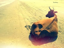 Lonely cow on beach Royalty Free Stock Photo Lonely cow on beach Royalty Free Stock Photo
