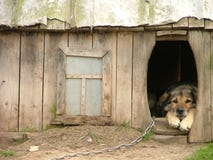 Lonely dog in his kennel