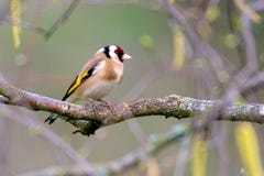 Lonely goldfinch resting on a branch