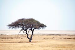 Lonely green acacia tree and empty road on yellow desert field and blue sky background in Etosha National Park, Namibia royalty free stock image Lonely green acacia tree and empty road on yellow desert field and blue sky background in Etosha National Park, Namibia royalty free stock image