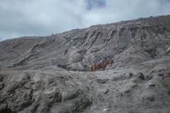 Lonely horse on Beautiful active Volcano with smoke Mount Bromo stock photo Lonely horse on Beautiful active Volcano with smoke Mount Bromo stock photo