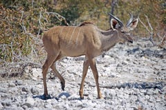 Lonely Kudu Stock Photo