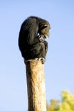 Lonely monkey sitting on top of a large pole Royalty Free Stock Photo Lonely monkey sitting on top of a large pole Royalty Free Stock Photo
