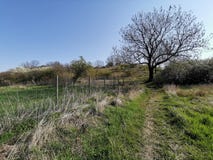 Lonely old tree in field and bush Landscape with bright sky on the way royalty free stock photos Lonely old tree in field and bush Landscape with bright sky on the way royalty free stock photos