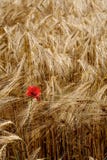 Lonely poppy in a field of rye royalty free stock photos Lonely poppy in a field of rye royalty free stock photos