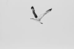 Lonely seagull over the Spanish sky stock images Lonely seagull over the Spanish sky stock images