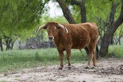 Lonely steer