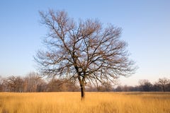 Lonely Tree Royalty Free Stock Image