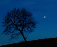 Lonely Tree At Night Royalty Free Stock Photography