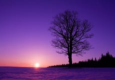 Lonely Tree At Sunset Royalty Free Stock Photos