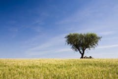 Lonely Tree Field - Alentejo, Stock Images
