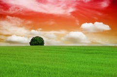 Lonely Tree In Sunset Stock Images Lonely Tree In Sunset Stock Images