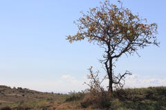 Lonely tree stock photo Lonely tree stock photo