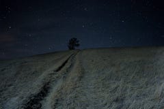 A lonely tree sits on a hill under the stars. Royalty Free Stock Photos A lonely tree sits on a hill under the stars. Royalty Free Stock Photos