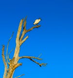 Lonely White Ibis bird in the tree