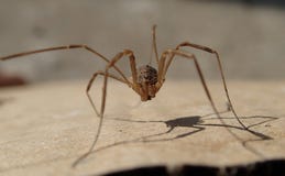 Long arthropode de jambes sur un carton image libre de droits Long arthropode de jambes sur un carton image libre de droits