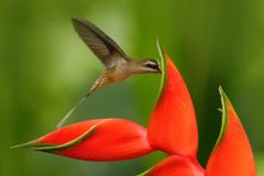 Long-billed Hermit, Phaethornis longirostris, rare hummingbird from Belize. Flying bird with red flower. Action wildlife scene fro royalty free stock images Long-billed Hermit, Phaethornis longirostris, rare hummingbird from Belize. Flying bird with red flower. Action wildlife scene fro royalty free stock images