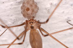 Long-bodied Cellar Spider (Pholcus phalangioides) Stock Image Long-bodied Cellar Spider (Pholcus phalangioides) Stock Image