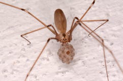 Long-bodied Cellar Spider (Pholcus phalangioides) Stock Images Long-bodied Cellar Spider (Pholcus phalangioides) Stock Images