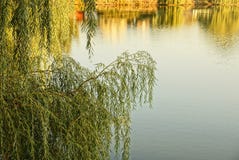 Branches of deciduous tree over the water of the lake stock images Branches of deciduous tree over the water of the lake stock images