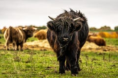 Long-haired longhorn black highland cattle on meadow in hessen, germany