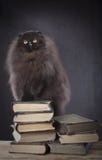 Long Haired Persian Cat On The Top Of Book Pile Stock Photo