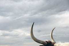 Long Horn Bull looking to Cloudy Sky, grab bull by horns