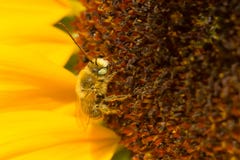 Long-horned Bee - Melissodes species Stock Image Long-horned Bee - Melissodes species Stock Image