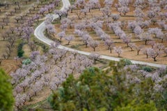 Long shot of almond trees in blossom at both sides of the road stock photography Long shot of almond trees in blossom at both sides of the road stock photography