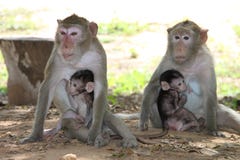 Long-tailed Macaque Royalty Free Stock Photography