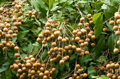Longan, Tropical Fruit On The Tree Stock Photos Longan, Tropical Fruit On The Tree Stock Photos