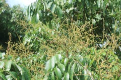 Longanfruktträdgårdar - ung longan för tropiska frukter i Thailand arkivbild Longanfruktträdgårdar - ung longan för tropiska frukter i Thailand arkivbild