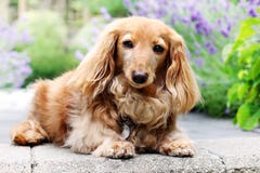 Longhair собака таксы снаружи в лете Стоковые Изображения Longhair собака таксы снаружи в лете Стоковые Изображения