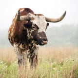 Longhorn Bull in Oklahoma