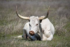 Longhorn in a field in Fort Worth Texas royalty free stock photo Longhorn in a field in Fort Worth Texas royalty free stock photo