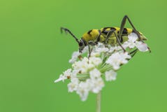 Longhorn-Käfer Chlorophorus-varius in der Tschechischen Republik stockfotografie Longhorn-Käfer Chlorophorus-varius in der Tschechischen Republik stockfotografie