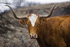 longhornu portret Texas zdjęcie stock longhornu portret Texas zdjęcie stock