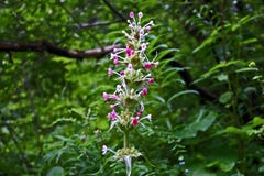 Longifolia Morina στην κοιλάδα των λουλουδιών, Uttarkhand, Ινδία στοκ εικόνες με δικαίωμα ελεύθερης χρήσης Longifolia Morina στην κοιλάδα των λουλουδιών, Uttarkhand, Ινδία στοκ εικόνες με δικαίωμα ελεύθερης χρήσης