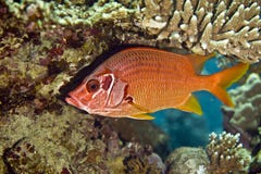 Longjawed Squirrelfish (sargocentron Spiniferum) Stock Photo Longjawed Squirrelfish (sargocentron Spiniferum) Stock Photo