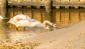 Longs cygnes de cou photo libre de droits Longs cygnes de cou photo libre de droits