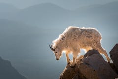 Longs moutons de klaxon photos libres de droits Longs moutons de klaxon photos libres de droits