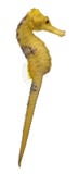 Longsnout seahorse or Slender seahorse, Hippocampus reidi yellowish royalty free stock image Longsnout seahorse or Slender seahorse, Hippocampus reidi yellowish royalty free stock image